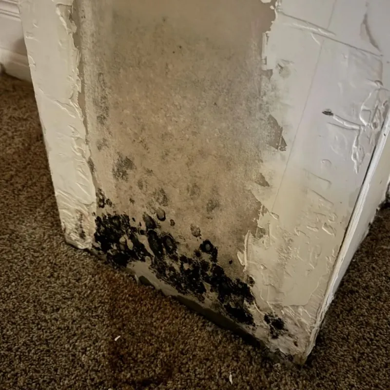 Professional Mold Removal in Claiborne County, MS